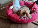 Mooie Franse Hangoor konijntje, Dieren en Toebehoren, Konijnen, Geslacht onbekend, Groot, Hangoor, 0 tot 2 jaar