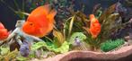 Twee mooie parrots chiclids 15 cm groot