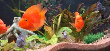 Twee mooie parrots chiclids 15 cm groot beschikbaar voor biedingen