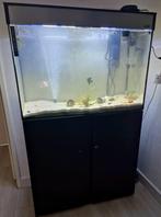 Ciano aquarium EMOTIONS 80, Dieren en Toebehoren, Vissen | Aquaria en Toebehoren, Ophalen, Gebruikt, Leeg aquarium