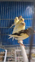 Kanarie te koop, 15 stuks, prijs 12 euro per stuk, Dieren en Toebehoren, Vogels | Kanaries, Meerdere dieren