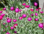 zaden Nigella juffertje Malva kaasjeskruid lupine prikneus, Tuin en Terras, Bloembollen en Zaden, Ophalen of Verzenden, Voorjaar