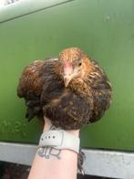 Jong brahma haantje goud patrijs, Dieren en Toebehoren, Pluimvee, Mannelijk, Kip