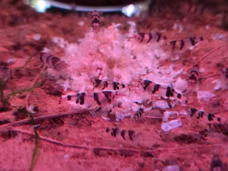 Garnalen mix, Dieren en Toebehoren, Vissen | Aquariumvissen, Kreeft, Krab of Garnaal