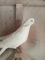 Keulse tuimelaars, Meerdere dieren, Tuimelaar of Roller