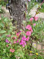 Amandelroosje mix, Ophalen of Verzenden, Voorjaar, Volle zon, Zaad