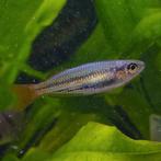 Melanotaenia maccullochi, Dieren en Toebehoren, Vissen | Aquariumvissen, Vis