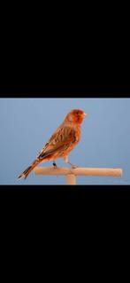 Rood agaat mannen te koop of ruilen, Dieren en Toebehoren, Vogels | Kanaries, Mannelijk, Kleurkanarie
