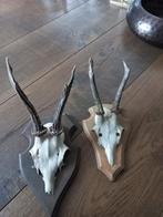 te koop: 2 schildjes van een dierenschedeltje met gewei, Ophalen of Verzenden
