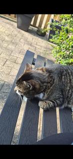 Kat Europese korthaar 5 jaar oud, Dieren en Toebehoren, Katten en Kittens | Raskatten | Korthaar, Kater, Gechipt, 3 tot 5 jaar