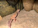 luipaardgekkos, Dieren en Toebehoren, Reptielen en Amfibieën, Slang