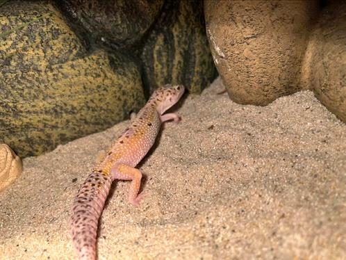 luipaardgekkos, Dieren en Toebehoren, Reptielen en Amfibieën, Slang