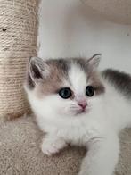 Kitten meet Stamboom, Ontwormd