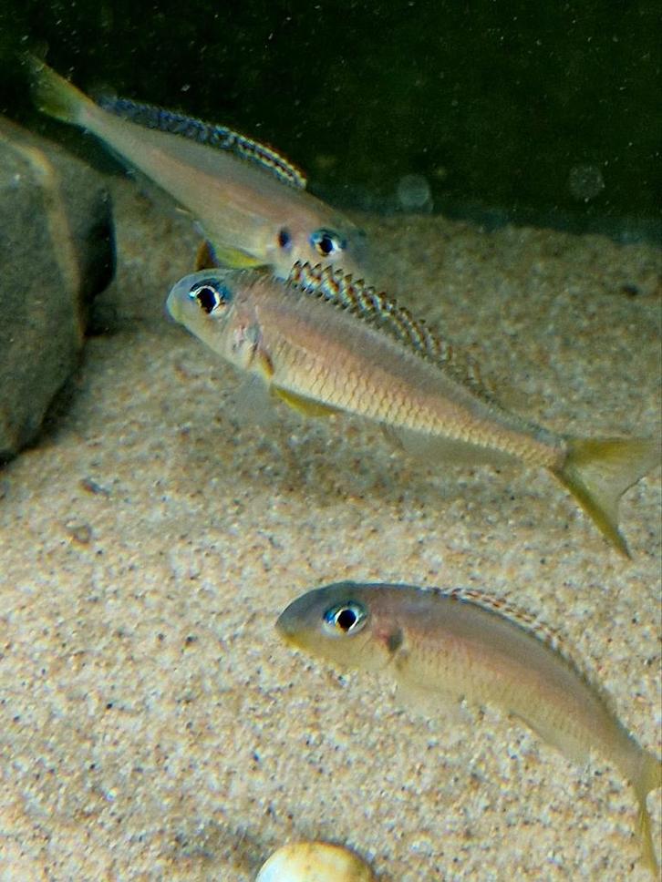 F1 Xenotilapia Flavipinnis Kekese  (Tanganyika), Dieren en Toebehoren, Vissen | Aquariumvissen, Zoetwatervis, Vis, Schoolvis