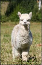 Alpaca wol om te spinnen of te vilten, leuk kerstkado!!, Ophalen of Verzenden, Zo goed als nieuw, Spinwol