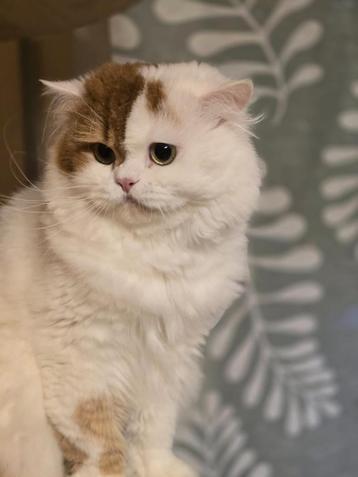 Dekkater brits langhaar ( niet te koop) beschikbaar voor biedingen