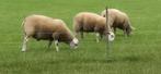 Swifter Stamboek jonge Dekrammen hoge worm resistentie, Mannelijk, Schaap, 0 tot 2 jaar