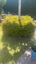 Gratis Conifer, Ophalen, Overige soorten, Minder dan 100 cm