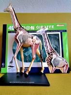 4D anatomisch bouwmodel giraf, Verzamelen, Dierenverzamelingen, Ophalen of Verzenden, Zo goed als nieuw, Beeldje of Figuurtje