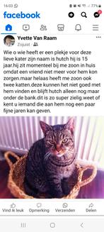 Super lieve kater, Kater