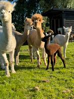 Gezonde alpaca’s – hengstjes, ruinen & (drachtige) merries, Dieren en Toebehoren, Juni, Vrouwelijk