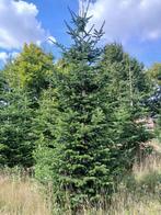 Nordman kerstbomen, Ophalen, Volle zon, Overige soorten