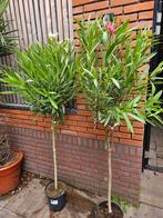 Oleander op stam 165cm - diverse oleanders etc, Tuin en Terras, Planten | Bomen, Ophalen, Zomer, Volle zon, Olijfboom