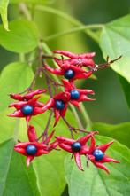 pindakaasboom (clerodendrum trichotomum), 250 tot 400 cm, Zomer, Ophalen, Volle zon