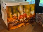 Foto op doek, herfst paddestoelen 70x 106, Ophalen, 125 cm of meer, Zo goed als nieuw, Foto of Poster