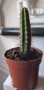 cactus, Huis en Inrichting, Ophalen, Cactus, Volle zon, Minder dan 100 cm