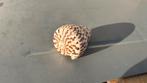Leopard cone schelp, Ophalen of Verzenden, Gebruikt, Meerdere media