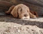 Reu Australian Cobberdog pup 8 wkn ( Labradoodle ), CDV (hondenziekte), Particulier, Meerdere, 8 tot 15 weken