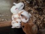 Lieve tamme konijntjes te koop!, Dieren en Toebehoren, Konijnen, Meerdere dieren, Middelgroot
