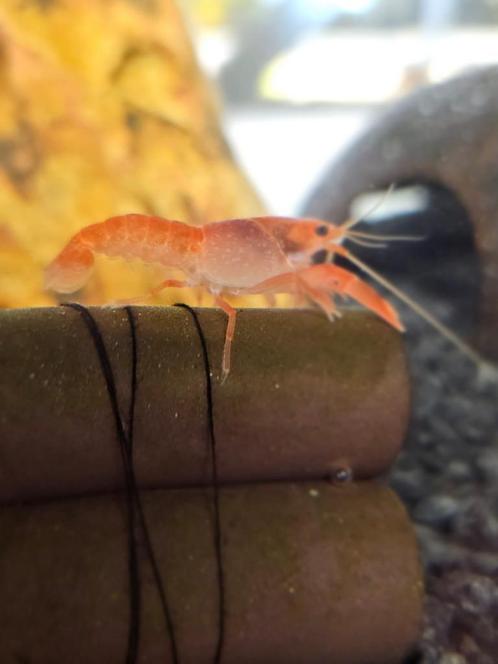 Cpo kreeft, Dieren en Toebehoren, Vissen | Aquariumvissen, Zoetwatervis, Kreeft, Krab of Garnaal, Schoolvis