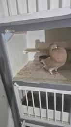 Mooie staande duif, Vrouwelijk, Kropper