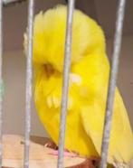 Hele mooie lutino Engelse grasparkiet, Vrouwelijk, Parkiet, Geringd