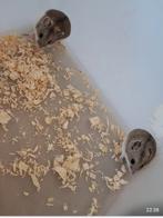 Te koop Chinese dwerghamsters (man& vrouw), Dieren en Toebehoren, Knaagdieren, Augustus, Meerdere dieren, Hamster
