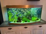Juwel vision 260 incl. toebehoren, Ophalen, Gevuld zoetwateraquarium