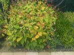 Persicaria met rode bloemen, Vaste plant, Halfschaduw, Zomer, Ophalen