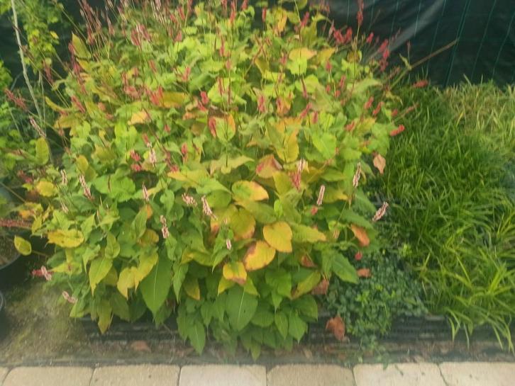 Persicaria met rode bloemen, Tuin en Terras, Planten | Tuinplanten, Vaste plant, Overige soorten, Halfschaduw, Zomer, Ophalen