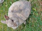 Alleen voor een heel goed nieuw thuis 2 konijntjes, Dieren en Toebehoren, Konijnen, Meerdere dieren, Middelgroot