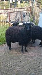 Racka Dek bok, Dieren en Toebehoren, Schapen, Geiten en Varkens, Mannelijk, Geit