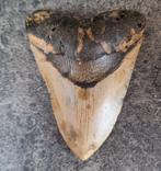 MEGALODON TAND USA	155	gr	10.6x7.9x2.4	cm, Verzamelen, Mineralen en Fossielen, Ophalen of Verzenden, Fossiel
