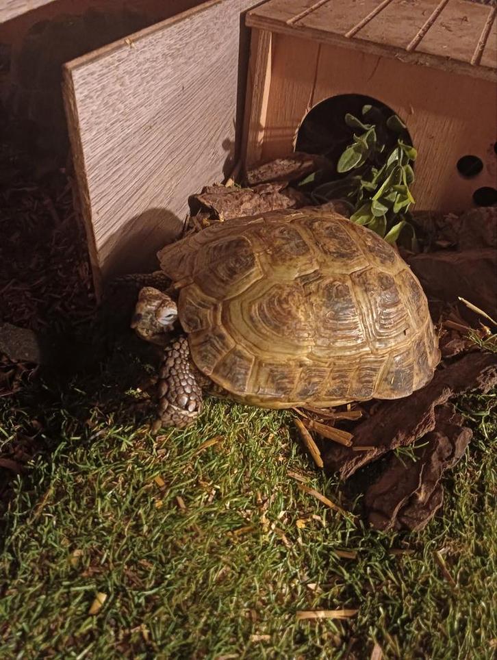 Russische vierteen schilpad, Dieren en Toebehoren, Reptielen en Amfibieën, Schildpad, 7 tot 10 jaar, Tam