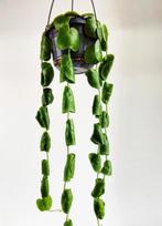 Stek dischidia platyphylla, Ophalen of Verzenden, Halfschaduw, Minder dan 100 cm