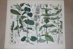 Antieke  kleurenlitho - Oa Hyssop Hondsdraf Dovenetel 1862 !, Antiek en Kunst, Kunst | Litho's en Zeefdrukken, Ophalen of Verzenden