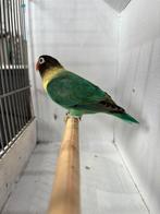 Personata, Dieren en Toebehoren, Vogels | Parkieten en Papegaaien, Geslacht onbekend, Dwergpapegaai of Agapornis, Geringd