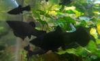 Black molly's 10 stuks, Vis, Zoetwatervis