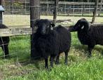 te koop of te huur zwarte Ouessant ram ARR/ARR, Mannelijk, Schaap, 0 tot 2 jaar