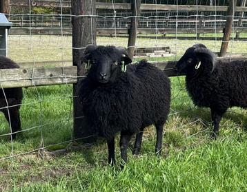te koop of te huur zwarte Ouessant ram ARR/ARR beschikbaar voor biedingen